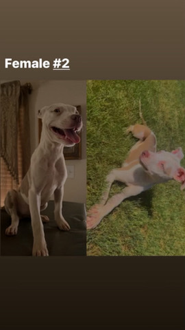 American Pit Bull Terrier – Female Pitbull Puppy