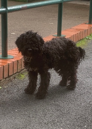 Poodle – 17 month female F1 Poodle for sale