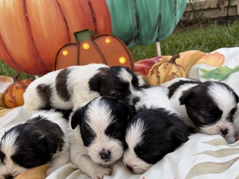 Shih Tzu – Shih Tzu – Houston