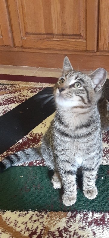 Russian White, Black and Tabby – 2 grey tabby cat 4 months old