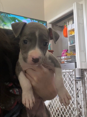 American Pit Bull Terrier – 8 week old pit bull terriers