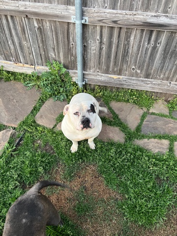 American Bulldog – American Bully