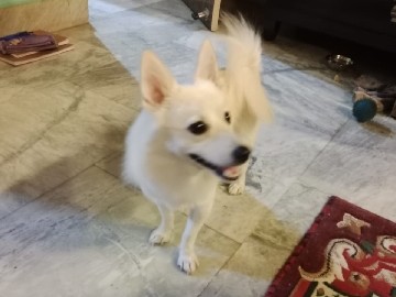 Image of Indian Spitz