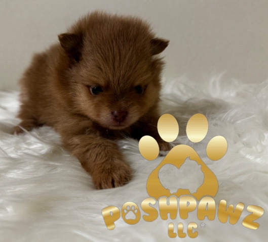 Pomeranian – Mr. peanut