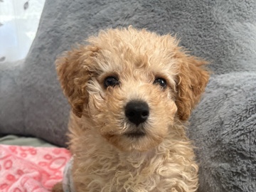 Bichon Frise – Bichon-Poodle Puppy – New Milford