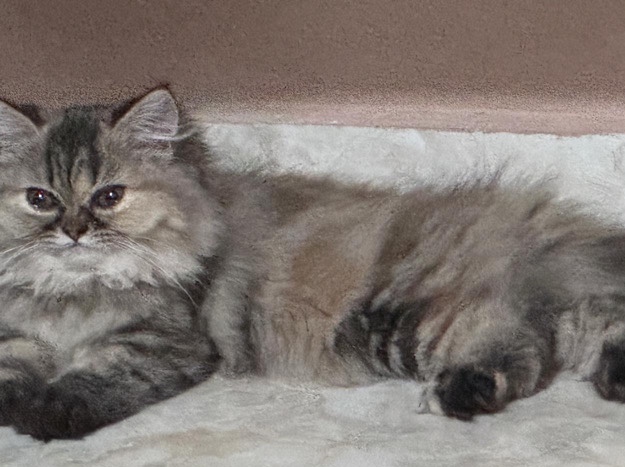 Persian (Modern) – Persian Cat – Bengaluru