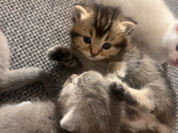 Image of British Shorthair