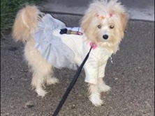 Mixed Breed – Sweet ShihTzu Maltese Mixed Breed Dog in Michigan – Needs a Patient Home – Pontiac