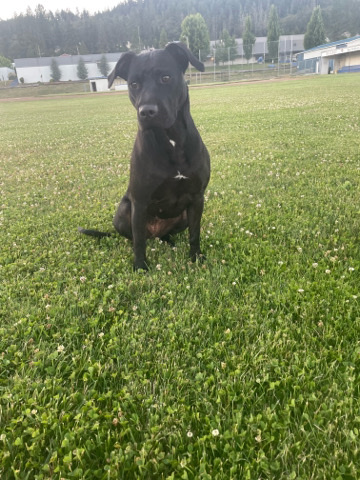 Labrador Retriever – rehoming black lab/pit