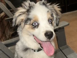 Australian Shepherd – Australian Shepherd – Grand Prairie