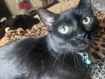 Domestic Medium Hair Cat for Adoption in Blackwood – 6 Years Old – Blackwood