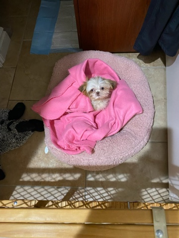 Shih Tzu – imperial shitzu