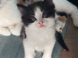 Black/White Kitten For Sale – London