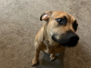 American Pit Bull Terrier – nae-nae – Daytona Beach