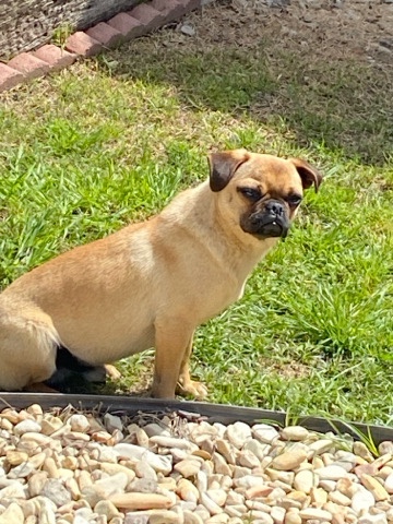 Pug – pug