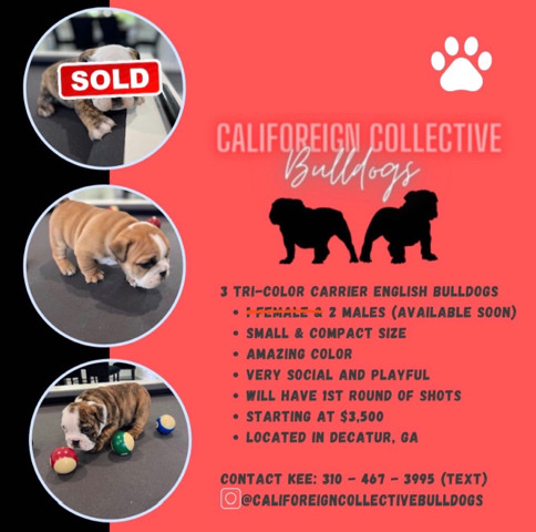 Bulldog – 2 Male English Bulldogs (Tri-Color)
