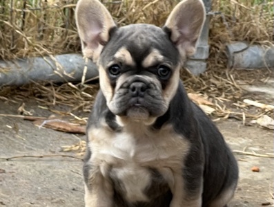 French Bulldog – fluffy carrier – Tracy