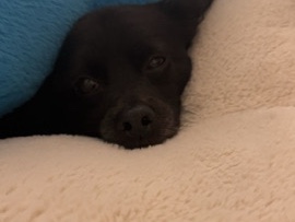 Mixed Breed – rehome needed – Lancaster
