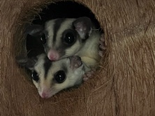 Sugar Glider - 2 female sugar gliders available for adoption in Doncaster
