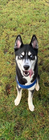 Siberian Husky – Zeus