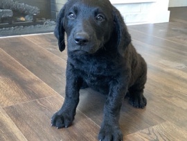 Doodle – Rehome double doodle puppies – Prosser