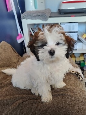 Shih Tzu – Rehoming Nina