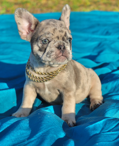 French Bulldog – Micro Frenchie Blue Merle Tan Point Girl