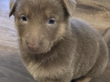AKC German Shepherd Pup