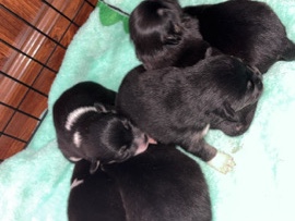 corgi/pomerian puppies – Hoosick Falls