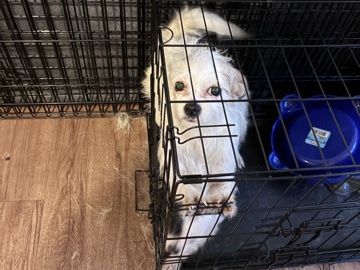 Shih Tzu - I’m selling her for 650 must go today or this week  available for adoption in Chicago