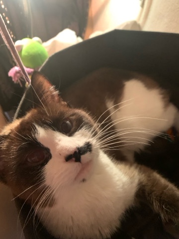 Siamese – rehoming kitty