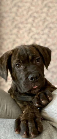 Cane Corso – cane corso