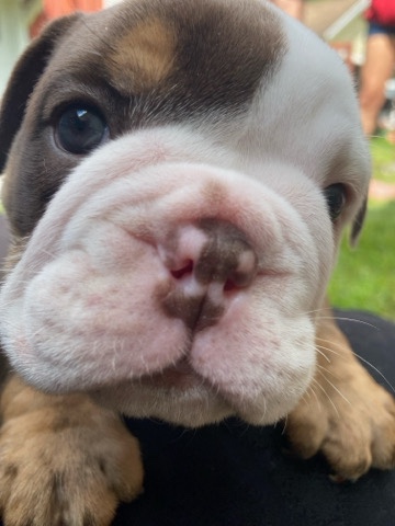 English Bulldogs puppies