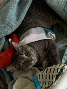 This is Lexi