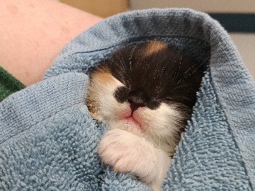 Cali The Calico – Rockford