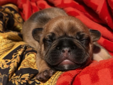 French Bulldog – French bulldog pups looking for FURRever homes – Castle Rock