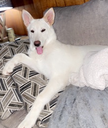German Shepherd – ACK registered solid white German shepherd