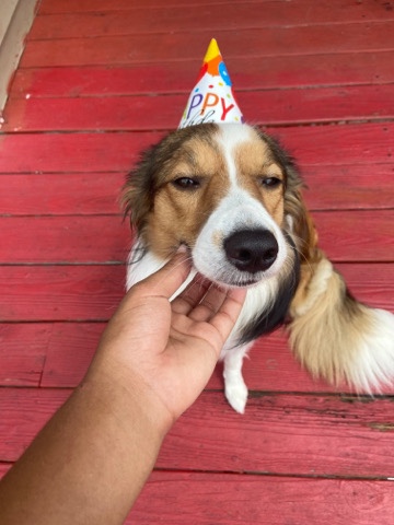cute sheltie for sale