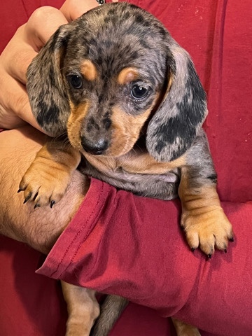 Dachshund – miniature dachshund