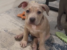 American Pit Bull Terrier – XL American Bully Puppies – Bowling Green