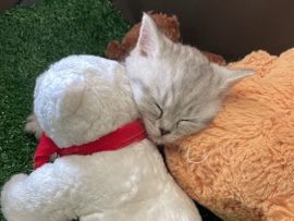 British Shorthair – Baby Katzen – Garbsen