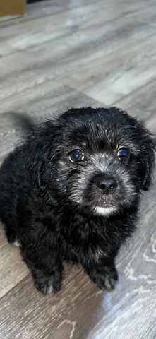 Lovely and Playful ready to leave