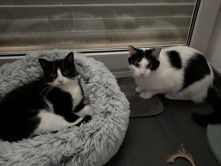 2 Katzen nur zusammen ! – Gevelsberg