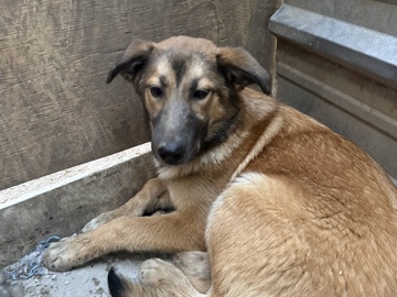 German Shepherd – Sasha – Dallas