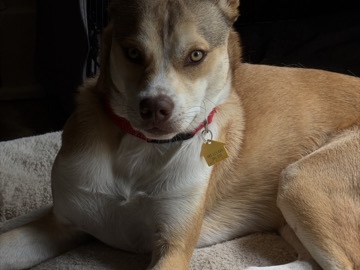 Carolina Dog – Active Carolina Dog for Rehoming – 1.5 Years Old – Canyon Lake
