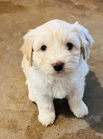 Maltese – Maltese lover