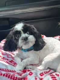 Shih Tzu – Tyson looking for a new home
