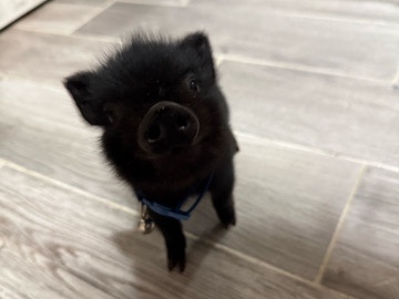 Pig – Healthy Piglet for Sale – 8 Days Old – Dallas