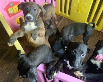 pyrenees pit