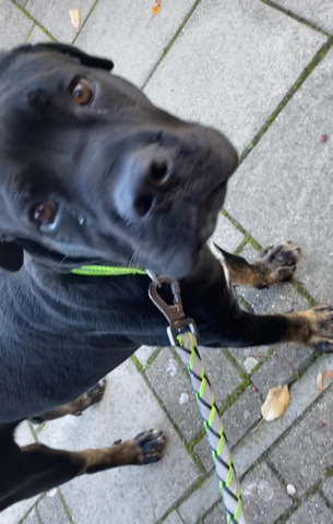 Cane Corso – selling my dog to someone with a wonderful home!